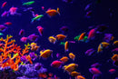 Glo Tetra (Gymnocorymbus ternetzi) (Assorted Colour) - Fresh N Marine
