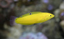 Yellow Wrasse (Halichoeres chrysus) - Fresh N Marine