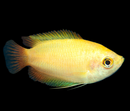 Golden Honey Dwarf Gourami (Male) (Colisa Chuna) - Fresh N Marine