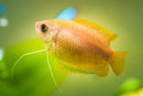 Golden Honey Dwarf Gourami (Male) (Colisa Chuna) - Fresh N Marine