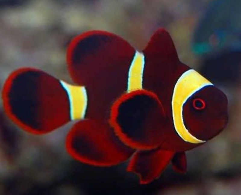 Golden Maroon Clownfish (Premnas biaculeatus) - Fresh N Marine