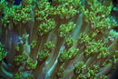Long Tentacle Green Goniopora (Goniopora sp.) - Fresh N Marine