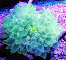 Green Bulb Anemone (Entacmaea quadricolor) - Fresh N Marine
