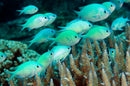 Blue-Green Chromis (Chromis viridis) - Fresh N Marine