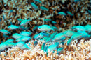 Blue-Green Chromis (Chromis viridis) - Fresh N Marine