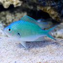 Blue-Green Chromis (Chromis viridis) - Fresh N Marine