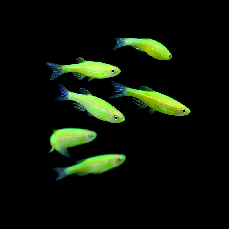 Green Zebra Danio (Brachydanio rerio) - Fresh N Marine