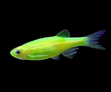 Green Zebra Danio (Brachydanio rerio) - Fresh N Marine