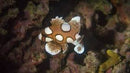 Harlequin Sweetlips (Juvenile)(Agogo) (Plectorhinchus chaetodonoides) - Fresh N Marine