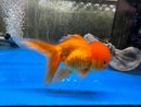 Oranda Goldfish - Fresh N Marine