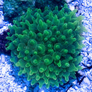 Green Bulb Anemone (Entacmaea quadricolor) - Fresh N Marine