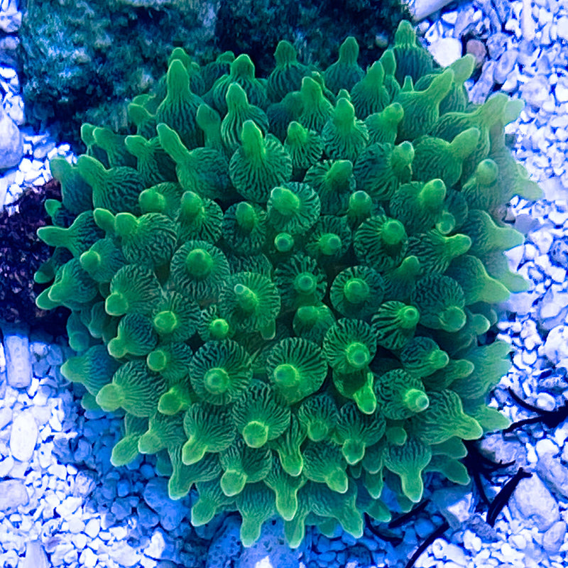 Green Bulb Anemone (Entacmaea quadricolor) - Fresh N Marine