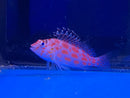 Coral Hawkfish (Cirrhitichthys oxycephalus) - Fresh N Marine