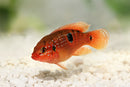 Jewel Cichlid (Hemichromis bimaculatus) - Fresh N Marine