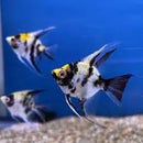 Koi Angelfish (Pterophyllum Scalare) - Fresh N Marine