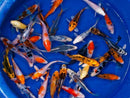 Assorted Koi (Cyprinus carpio) (Bag of 10 pcs) - Fresh N Marine