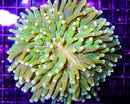Long Tentacle Plate Coral (Heliofungia actiniformis) - Fresh N Marine