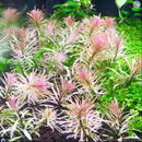 Ludwigia Sp. Pink/White - Fresh N Marine
