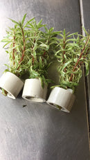 Ludwigia Sp. Pink/White - Fresh N Marine