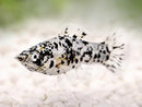 Silver Marble Molly (Poecilia latipinna) - Fresh N Marine