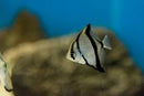 Mono Sebae (Monodactylus sebae) - Fresh N Marine