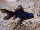 Black Moor Goldfish (Carassius auratus) - Fresh N Marine