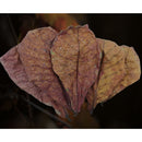 Indian Almond Leave (2 pcs) - Fresh N Marine