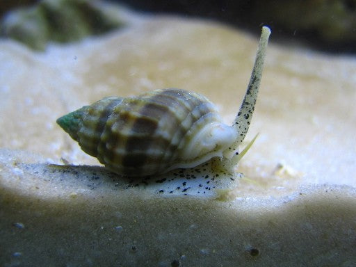 Nassarius Snail (Nassarius Sp.) - Fresh N Marine