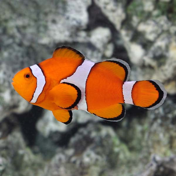 Wild Ocellaris Clownfish (Amphiprion ocellaris) - Fresh N Marine