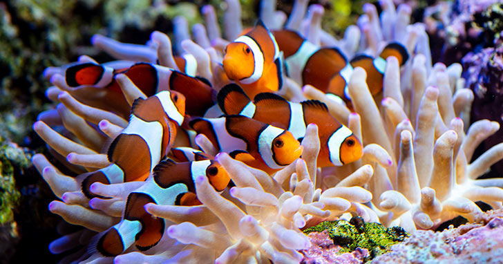 Wild Ocellaris Clownfish (Amphiprion ocellaris) - Fresh N Marine
