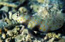 Orange Spotted Goby (Amblyeleotris Guttata) - Fresh N Marine