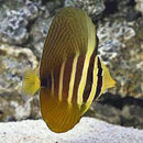 Pacific Sailfin Tang (Zebrasoma veliferum) - Fresh N Marine