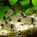Panda Corydoras (Corydoras panda) - Fresh N Marine