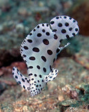 Panther Grouper (Cromileptes Altivelis) - Fresh N Marine