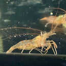 Peppermint Shrimp (Lysmata boggessi)(Captive Bred) - Fresh N Marine