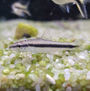 Siamese Algae Eater (SAE) - Fresh N Marine