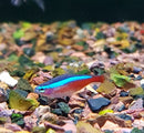Cardinal Tetra (Paracheirodon axelrodi) - Fresh N Marine