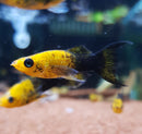 Gold Dust Lyretail Molly - Fresh N Marine