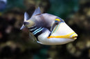 Humu Picasso Trigger (Rhinecanthus aculeatus) - Fresh N Marine