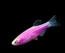 Pink Zebra Danio (Brachydanio rerio) - Fresh N Marine