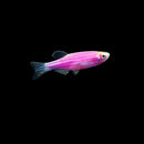 Pink Zebra Danio (Brachydanio rerio) - Fresh N Marine