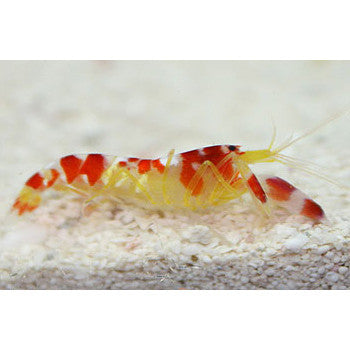 Pistol Shrimp (Alpheus randalli) - Fresh N Marine