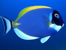 Powder Blue Tang (Acanthurus leucosternon) - Fresh N Marine