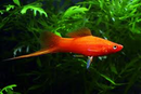 Red Swordtail (Xiphophorous hellerii) - Fresh N Marine