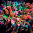 Rainbow Red Bubble Tip Anemone (Entacmaea quadricolor) - Fresh N Marine