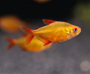 Red Cherry Tetra (Hyphessobrycon sp. 'Muzel')