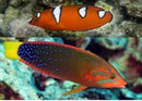 Red Coris Wrasse (Coris gaimard Africana) - Fresh N Marine