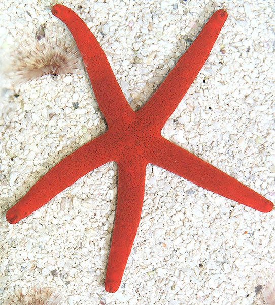 Red Linckia Starfish (Linckia laevigata) - Fresh N Marine