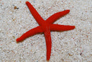 Red Linckia Starfish (Linckia laevigata) - Fresh N Marine