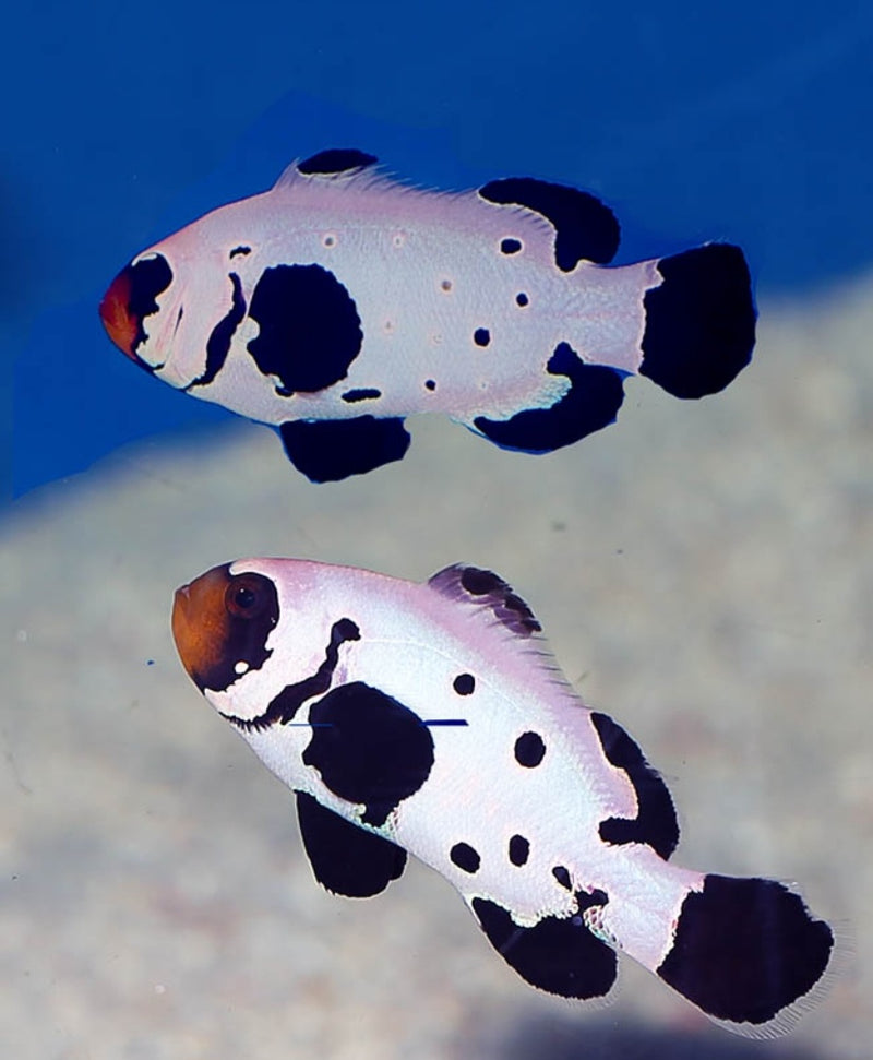Black Frostbite Clownfish - Fresh N Marine